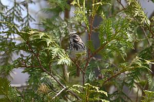 Sparow, Song, 2025-04046235 Tower Hill Botanic Garden, MA
